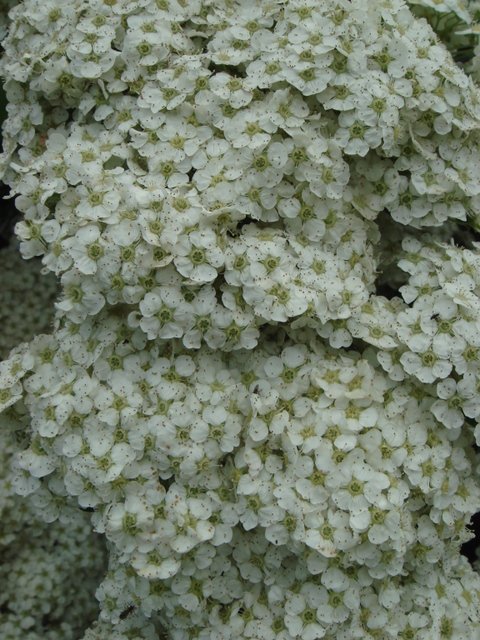 Spiraea henryi fleur P2C
